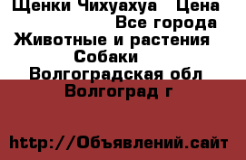 Щенки Чихуахуа › Цена ­ 12000-15000 - Все города Животные и растения » Собаки   . Волгоградская обл.,Волгоград г.